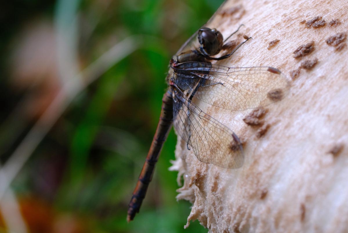 Frank Deden Natuurfotografie