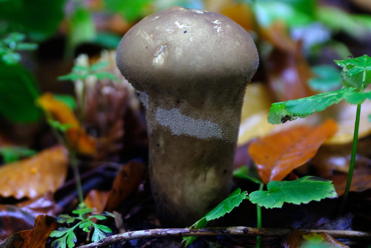 Frank Deden Natuurfotografie