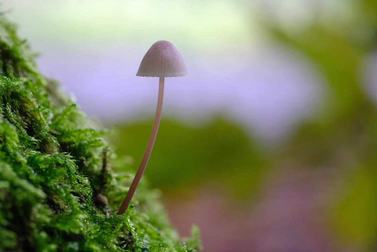 Frank Deden Natuurfotografie