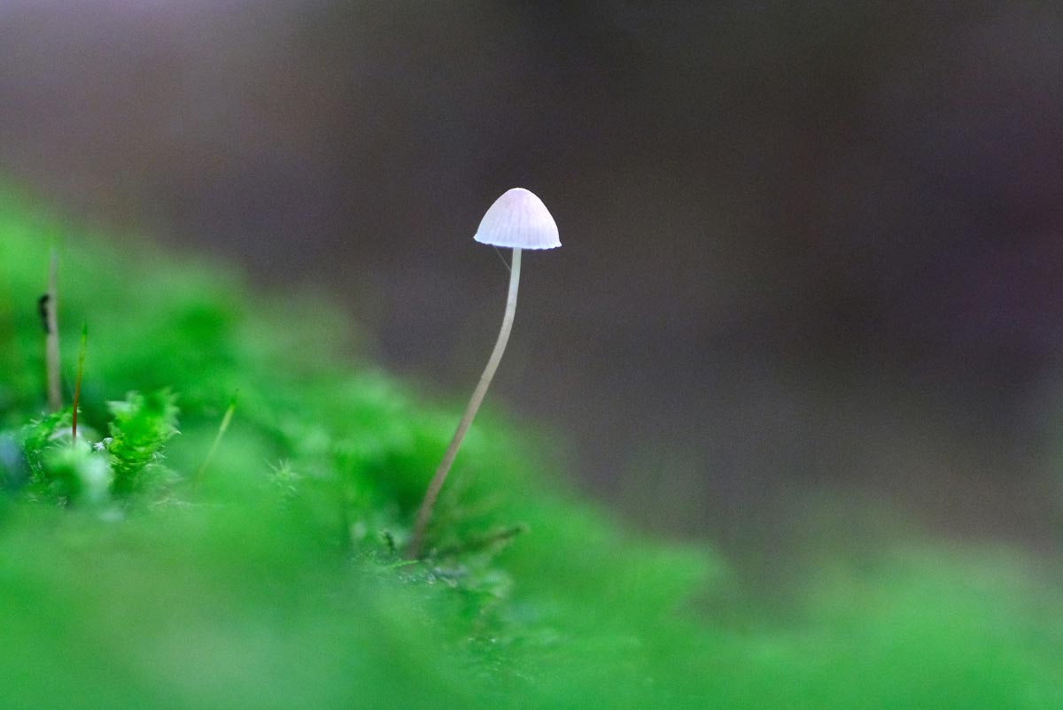 Frank Deden Natuurfotografie