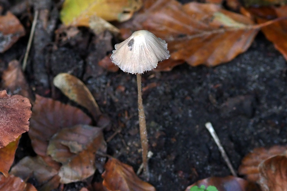 Frank Deden Natuurfotografie