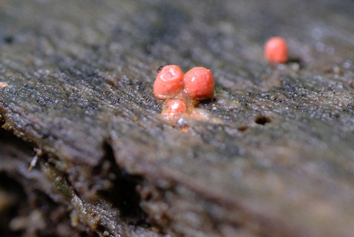 Frank Deden Natuurfotografie