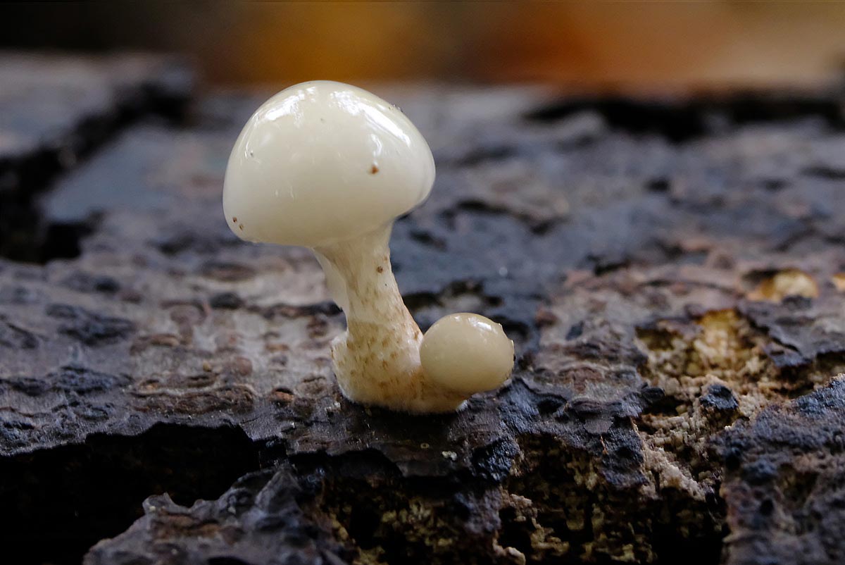 Frank Deden Natuurfotografie