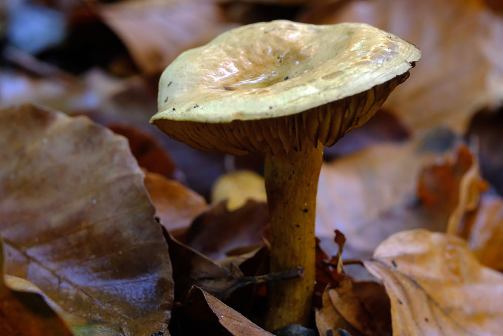 Frank Deden Natuurfotografie