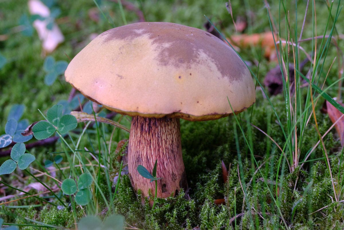 Frank Deden Natuurfotografie