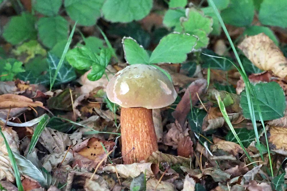 Frank Deden Natuurfotografie