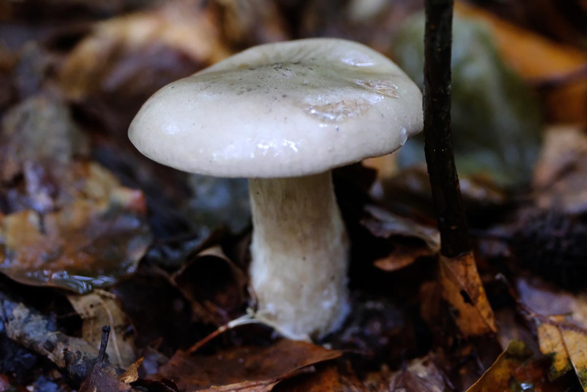 Frank Deden Natuurfotografie