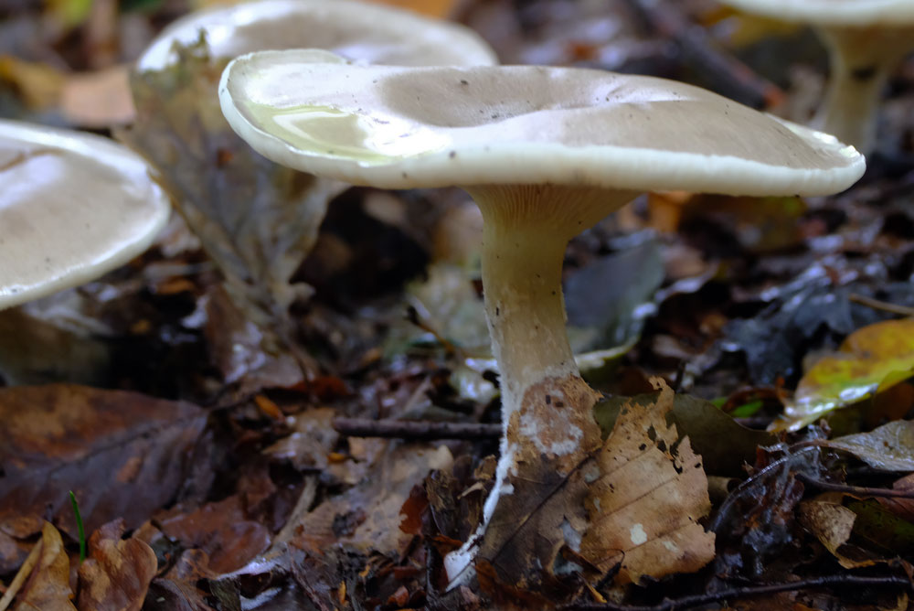 Frank Deden Natuurfotografie