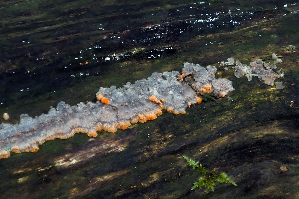 Frank Deden Natuurfotografie