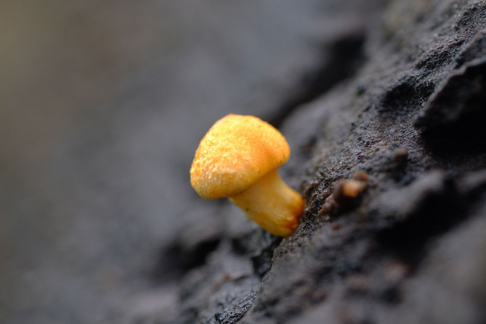 Frank Deden Natuurfotografie