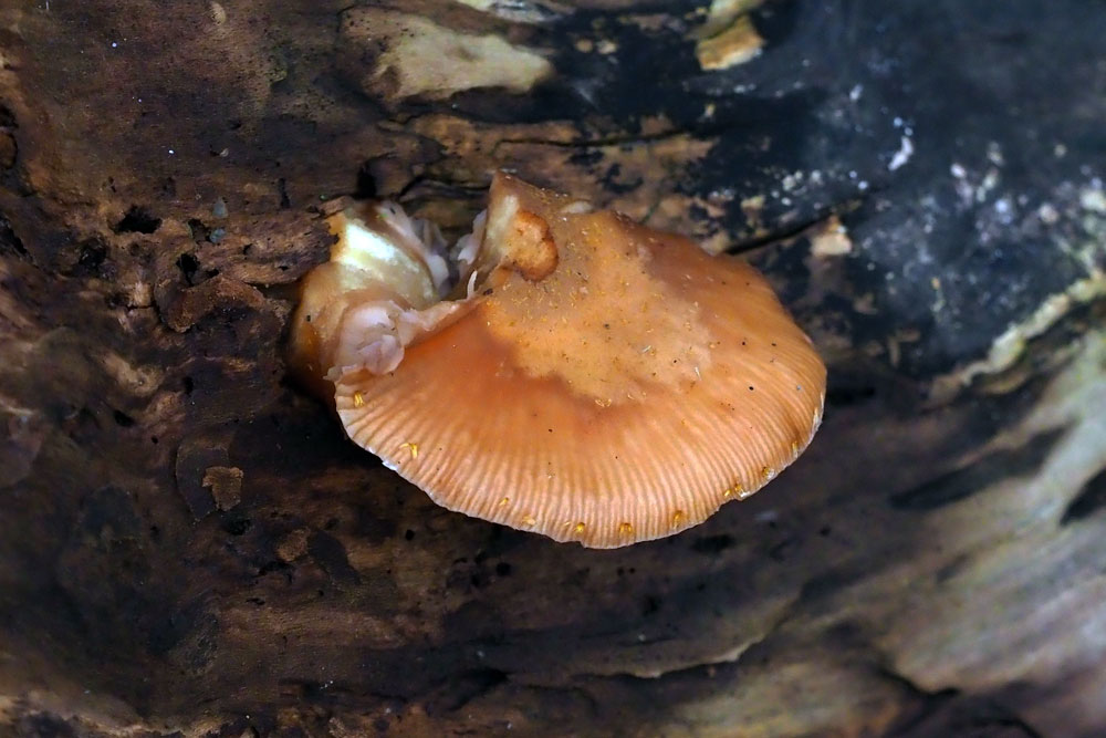 Frank Deden Natuurfotografie