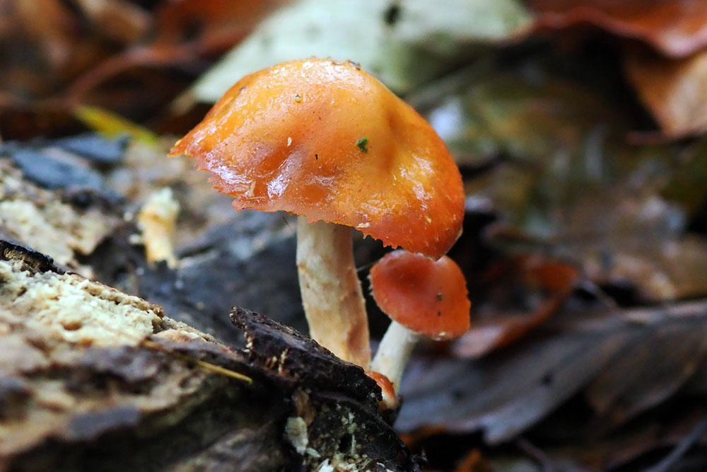 Frank Deden Natuurfotografie