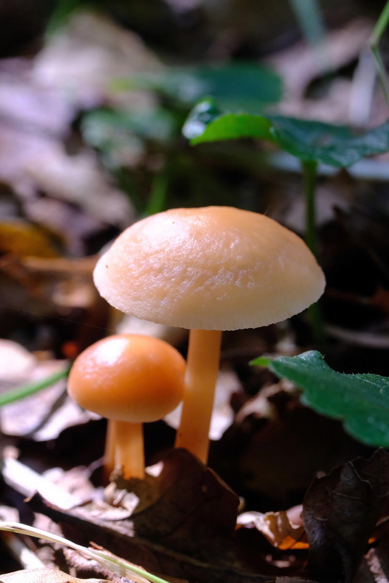 Frank Deden Natuurfotografie