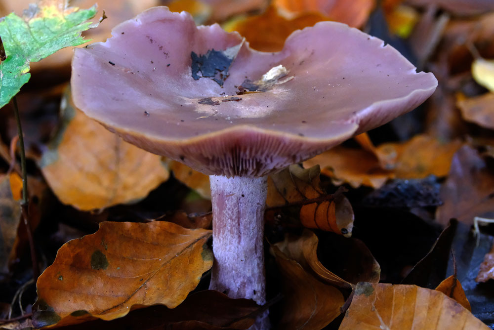 Frank Deden Natuurfotografie