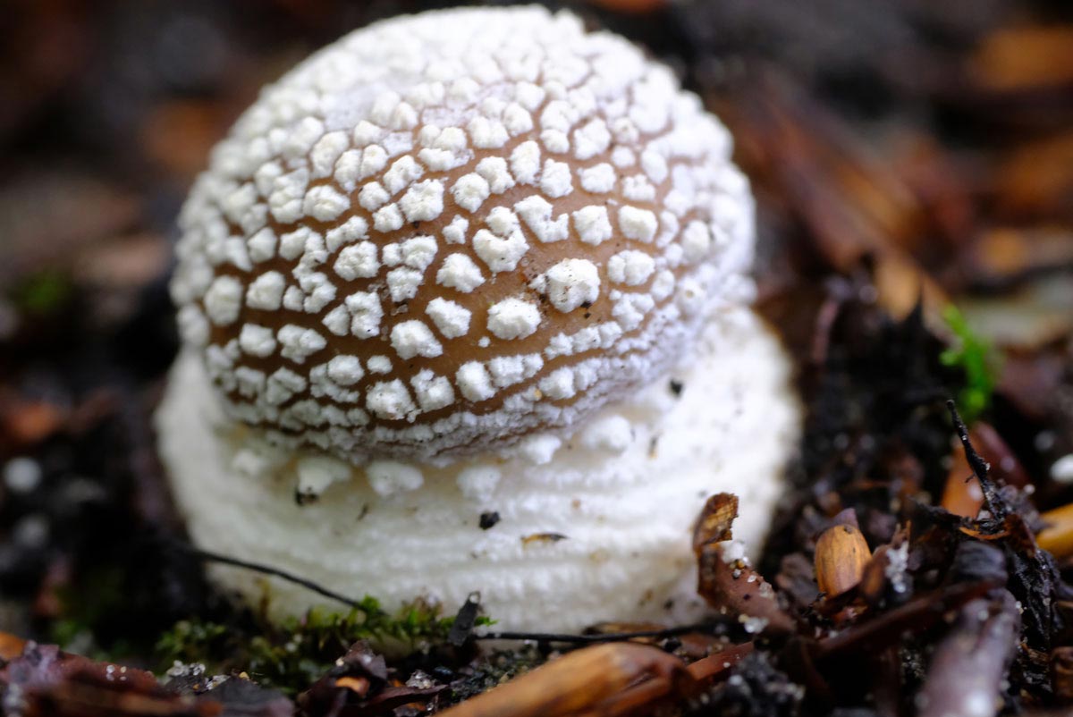 Frank Deden Natuurfotografie