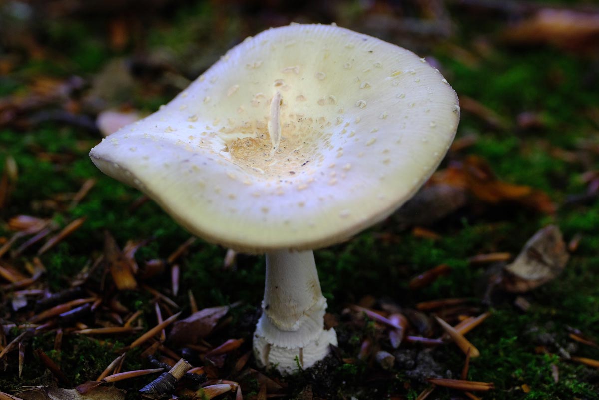 Frank Deden Natuurfotografie