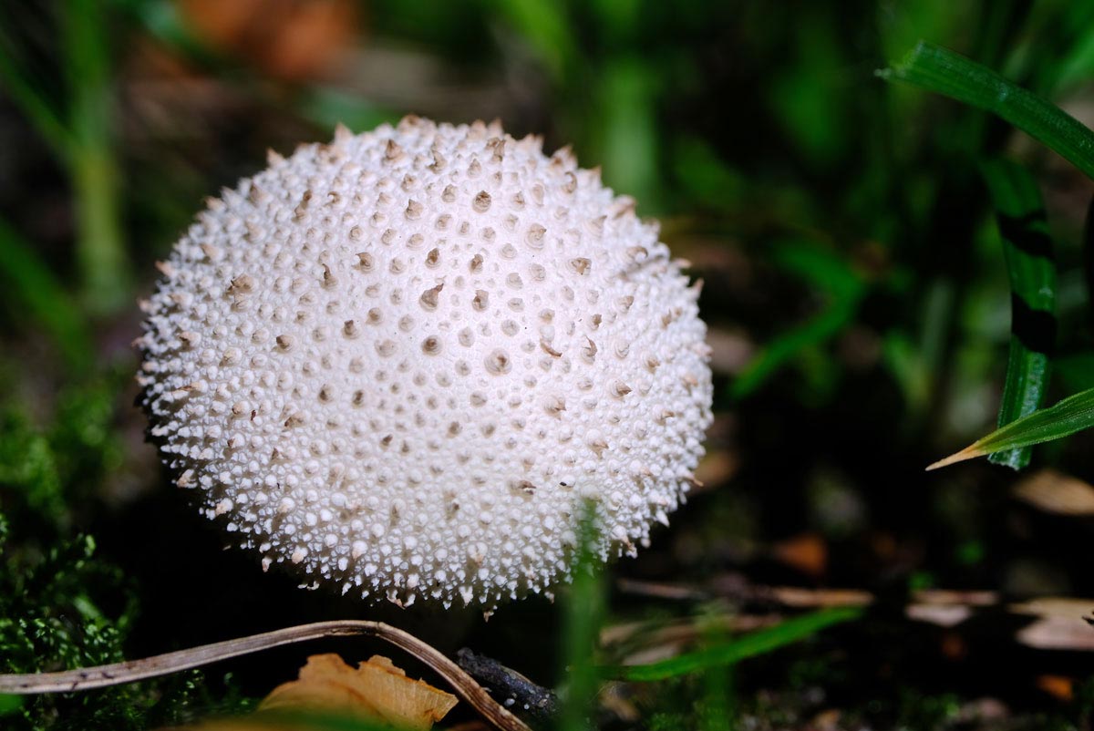 Frank Deden Natuurfotografie