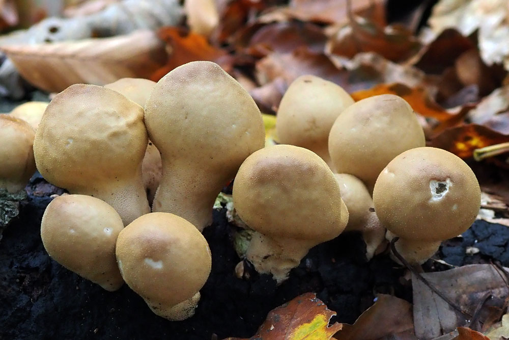 Frank Deden Natuurfotografie