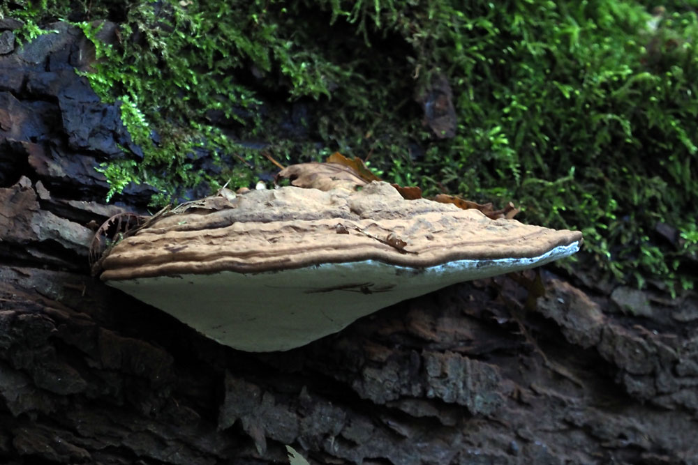 Frank Deden Natuurfotografie