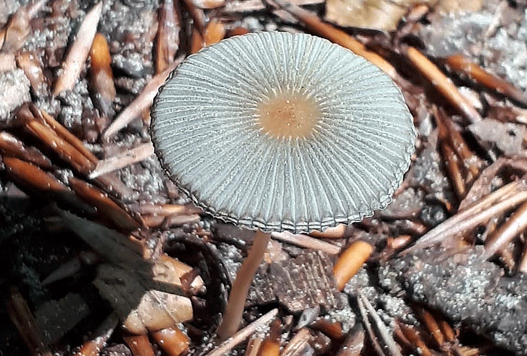 Frank Deden Natuurfotografie