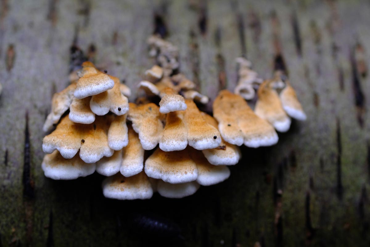 Frank Deden Natuurfotografie