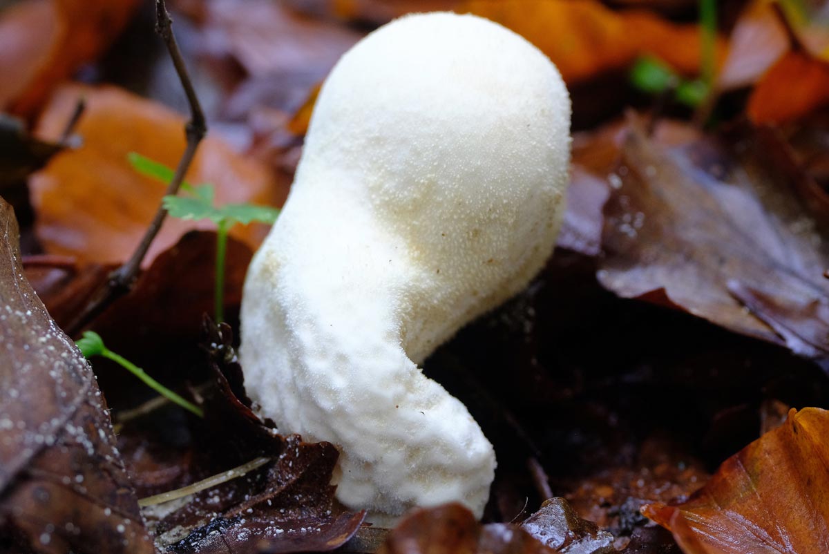 Frank Deden Natuurfotografie