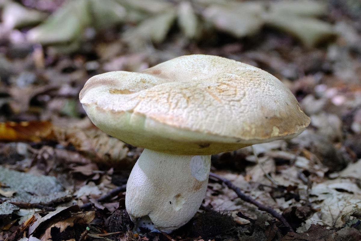 Frank Deden Natuurfotografie