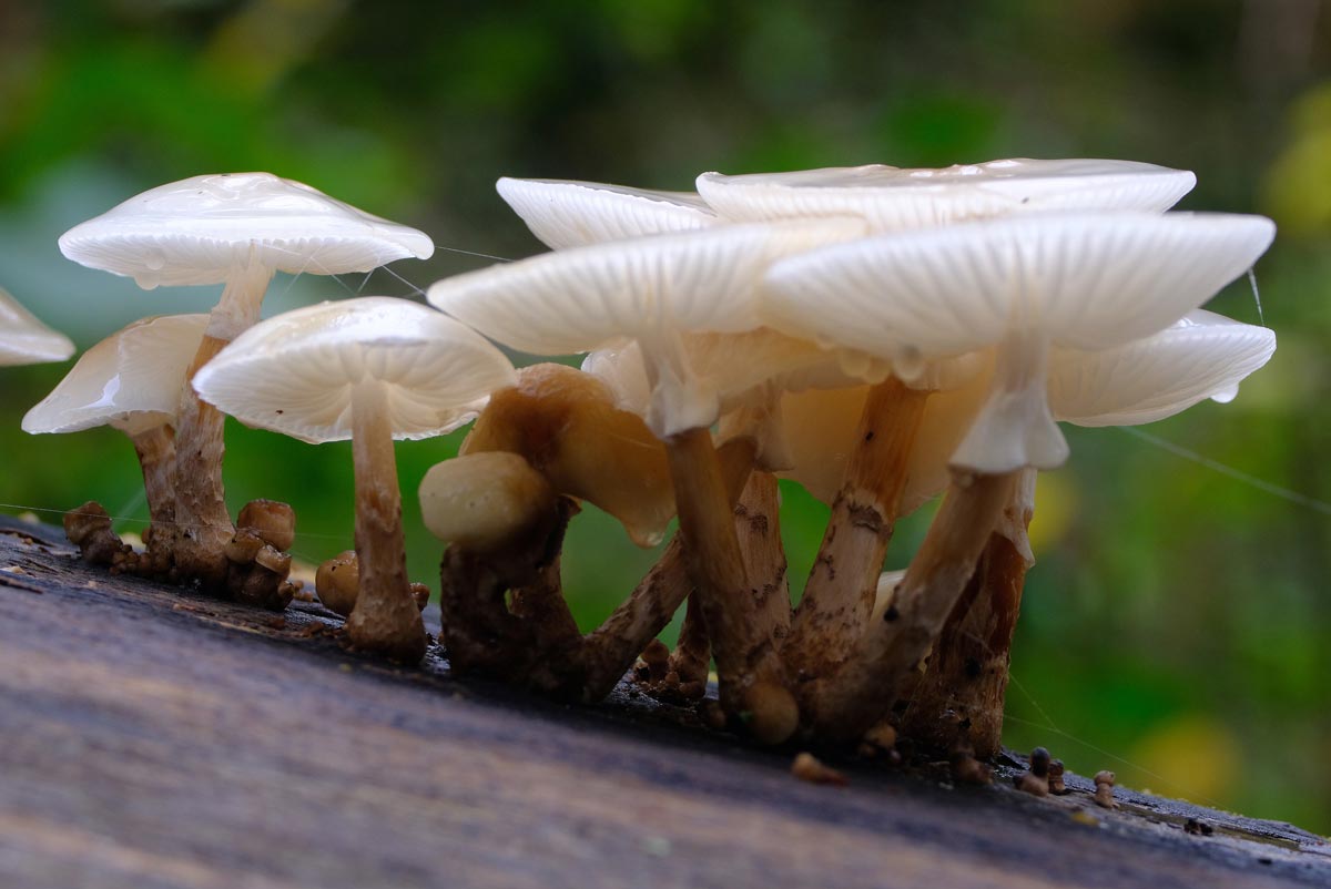 Frank Deden Natuurfotografie