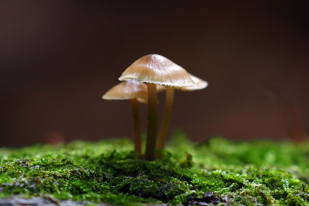 Frank Deden Natuurfotografie