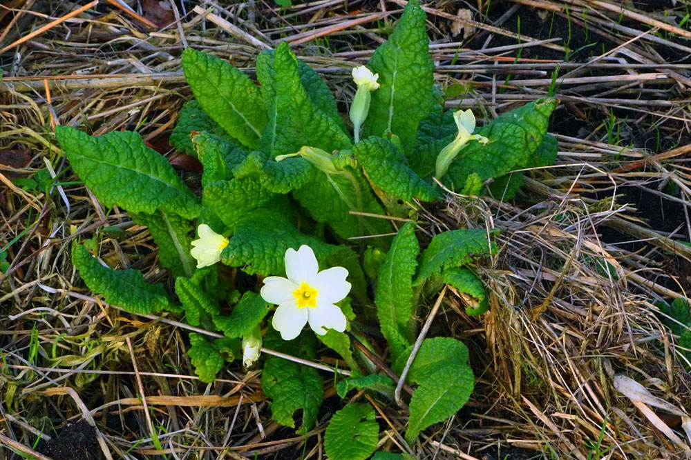 Frank Deden Natuurfotografie