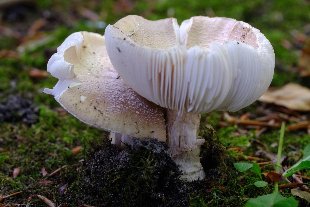 Frank Deden Natuurfotografie