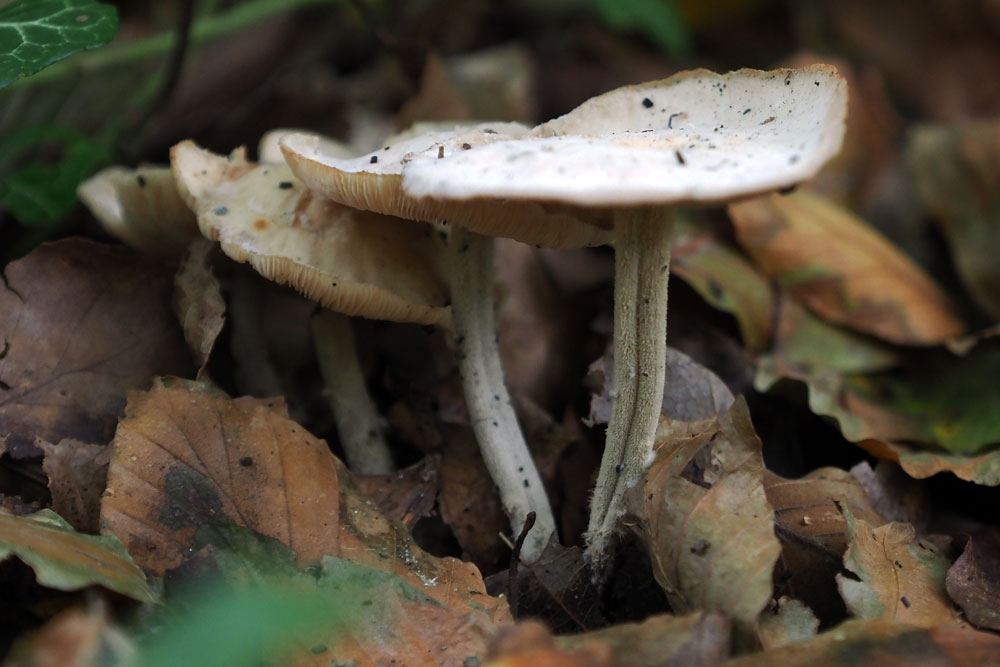 Frank Deden Natuurfotografie