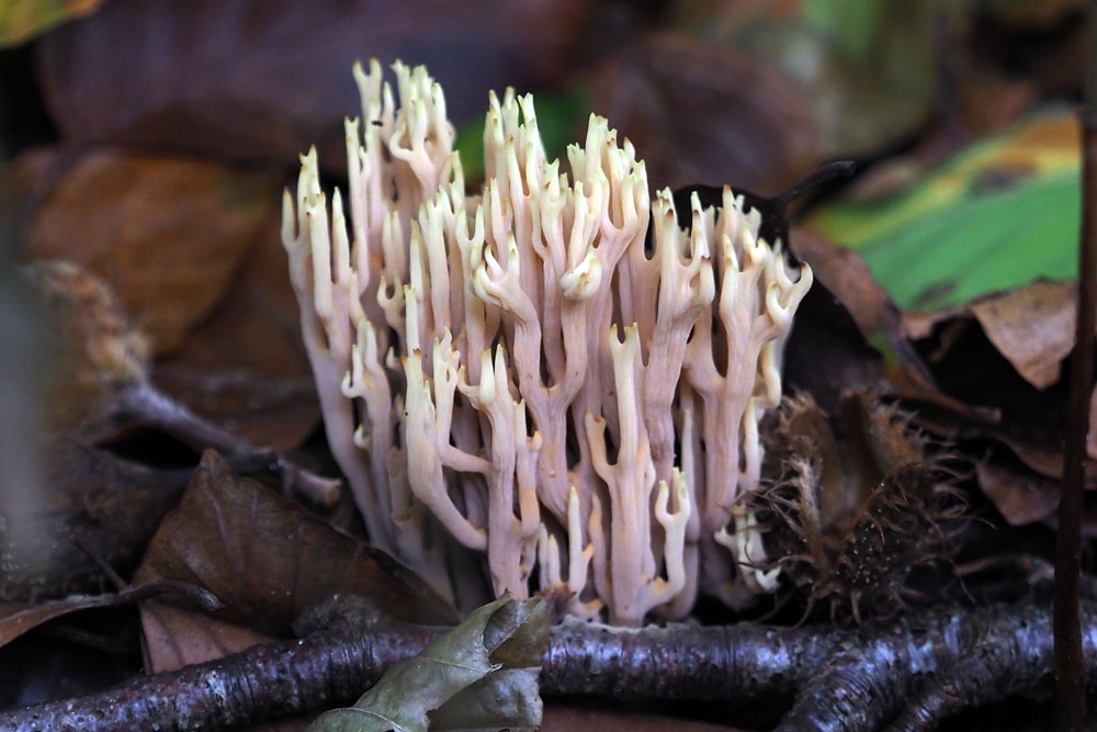 Frank Deden Natuurfotografie