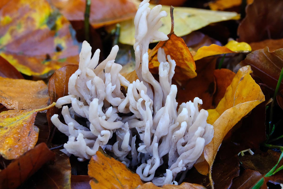 Frank Deden Natuurfotografie