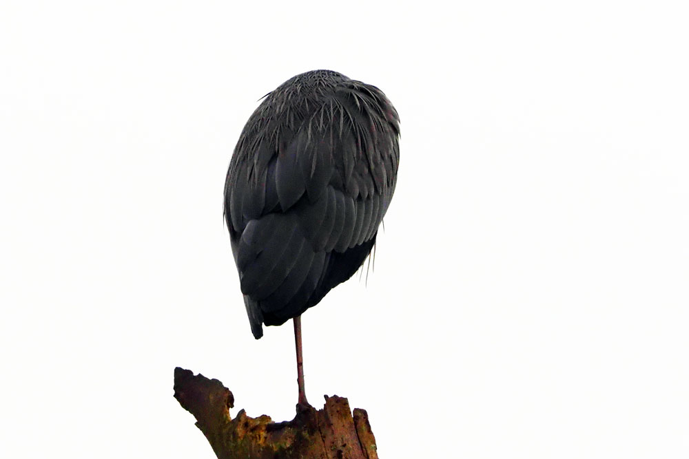 Frank Deden Natuurfotografie