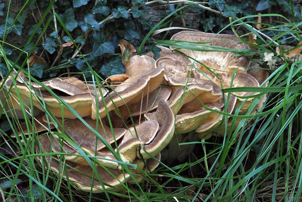 Frank Deden Natuurfotografie