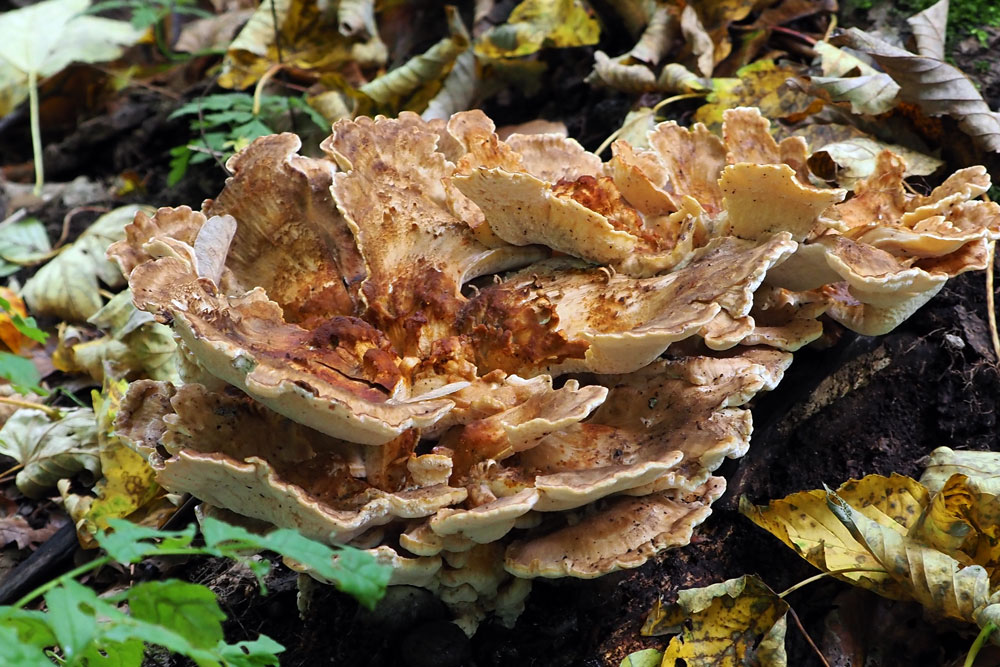 Frank Deden Natuurfotografie