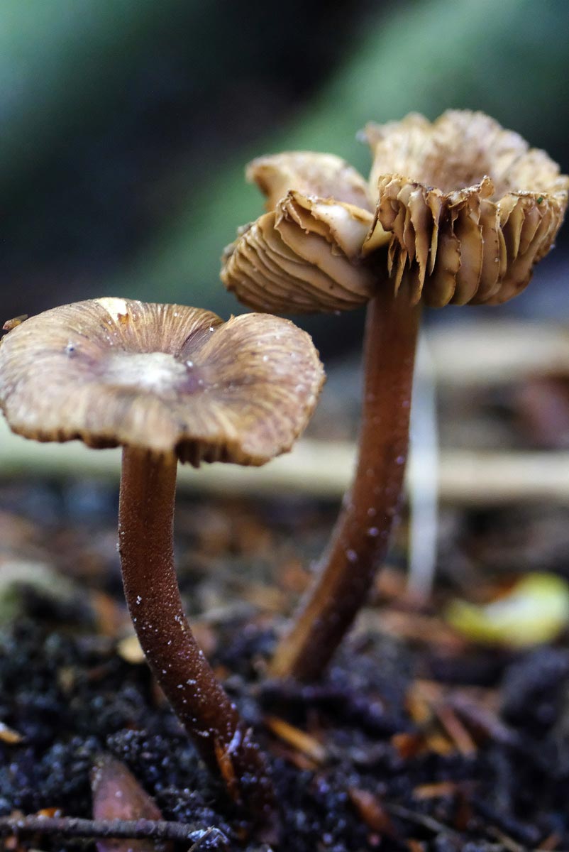 Frank Deden Natuurfotografie