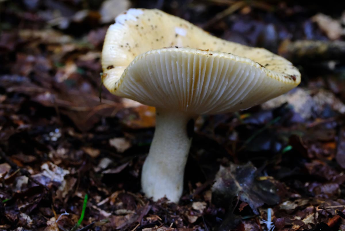 Frank Deden Natuurfotografie