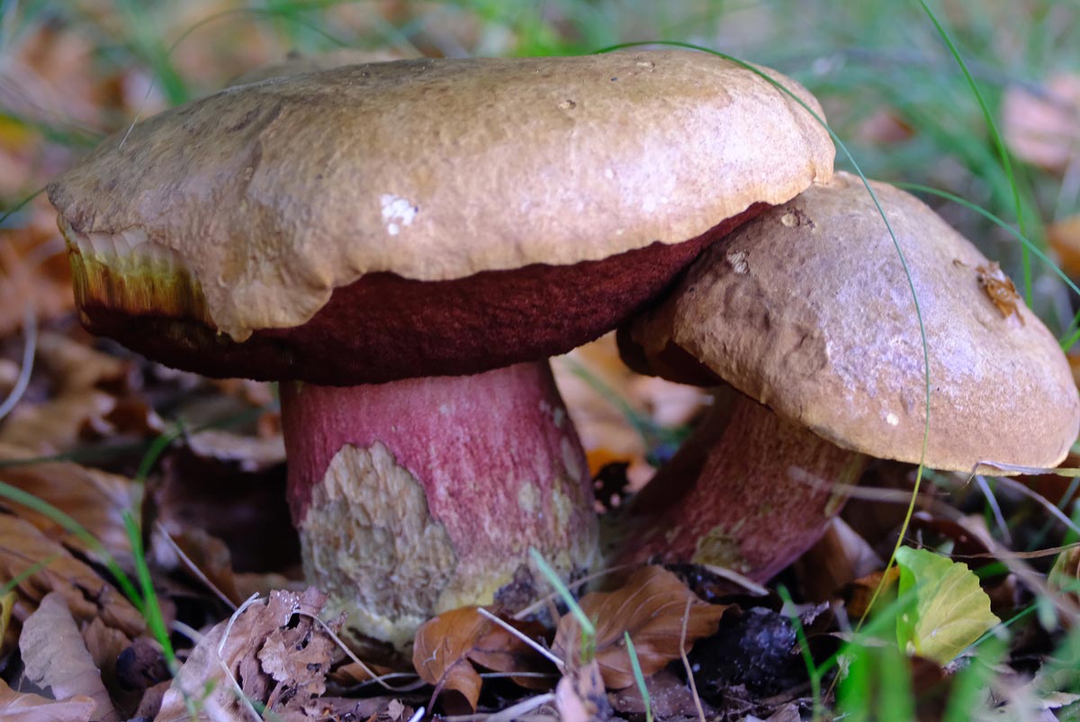 Frank Deden Natuurfotografie