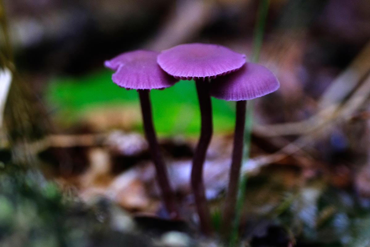 Frank Deden Natuurfotografie