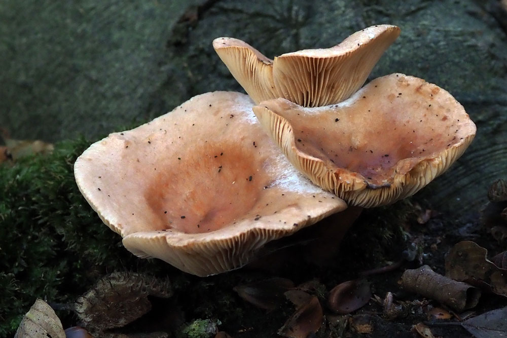 Frank Deden Natuurfotografie