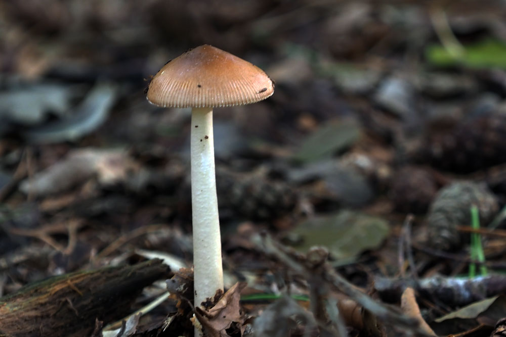 Frank Deden Natuurfotografie