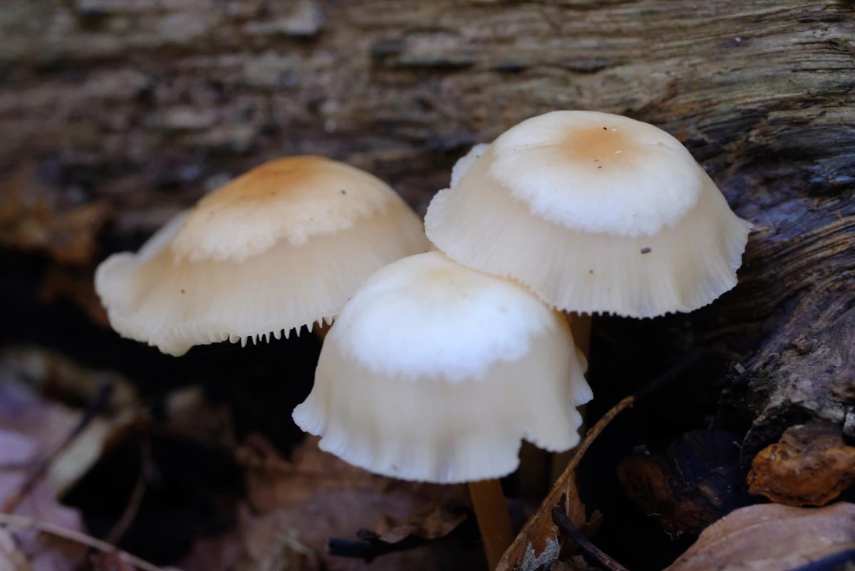 Frank Deden Natuurfotografie