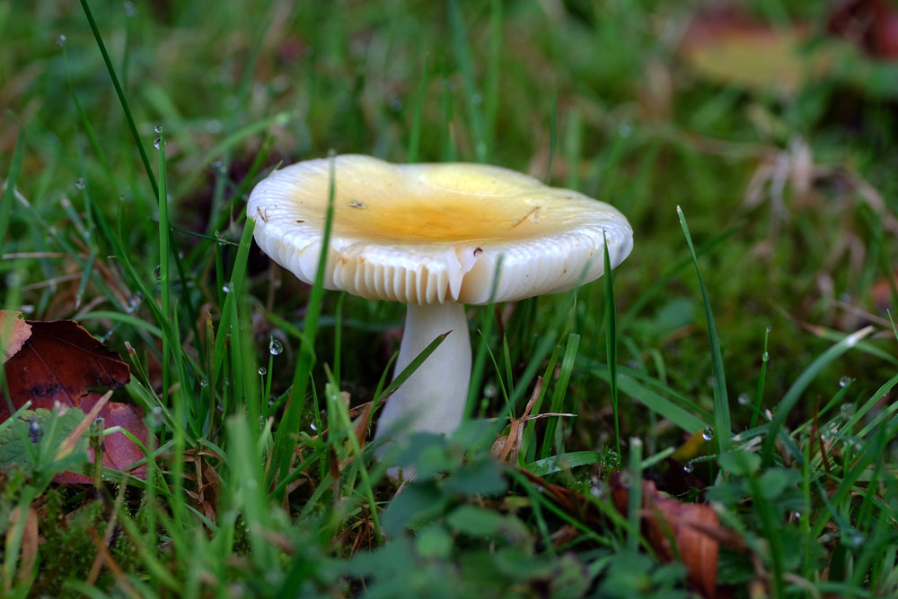 Frank Deden Natuurfotografie