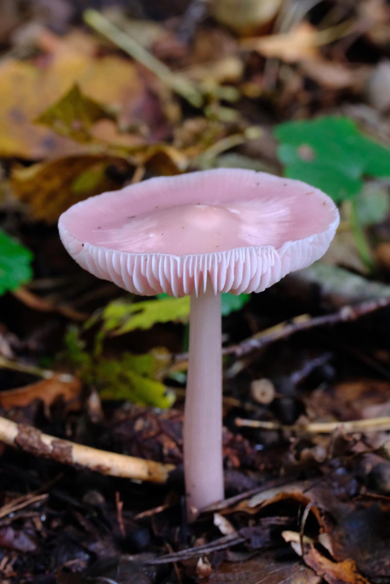 Frank Deden Natuurfotografie