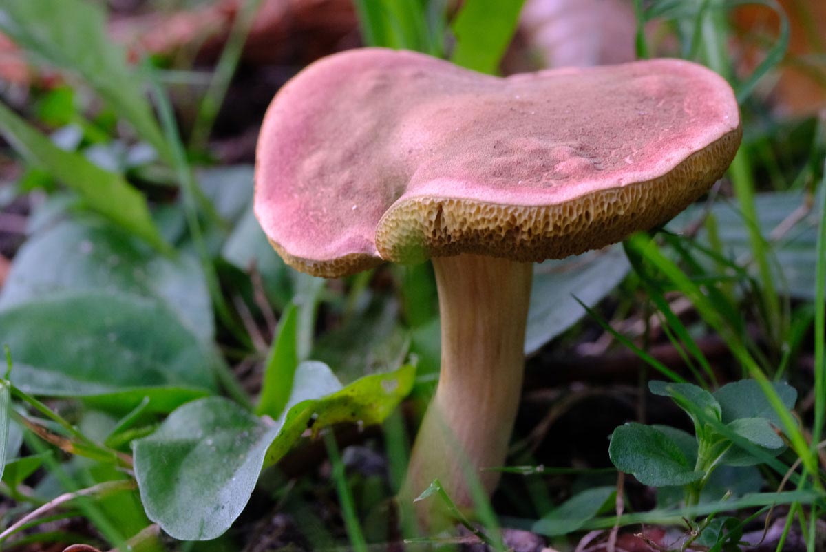 Frank Deden Natuurfotografie