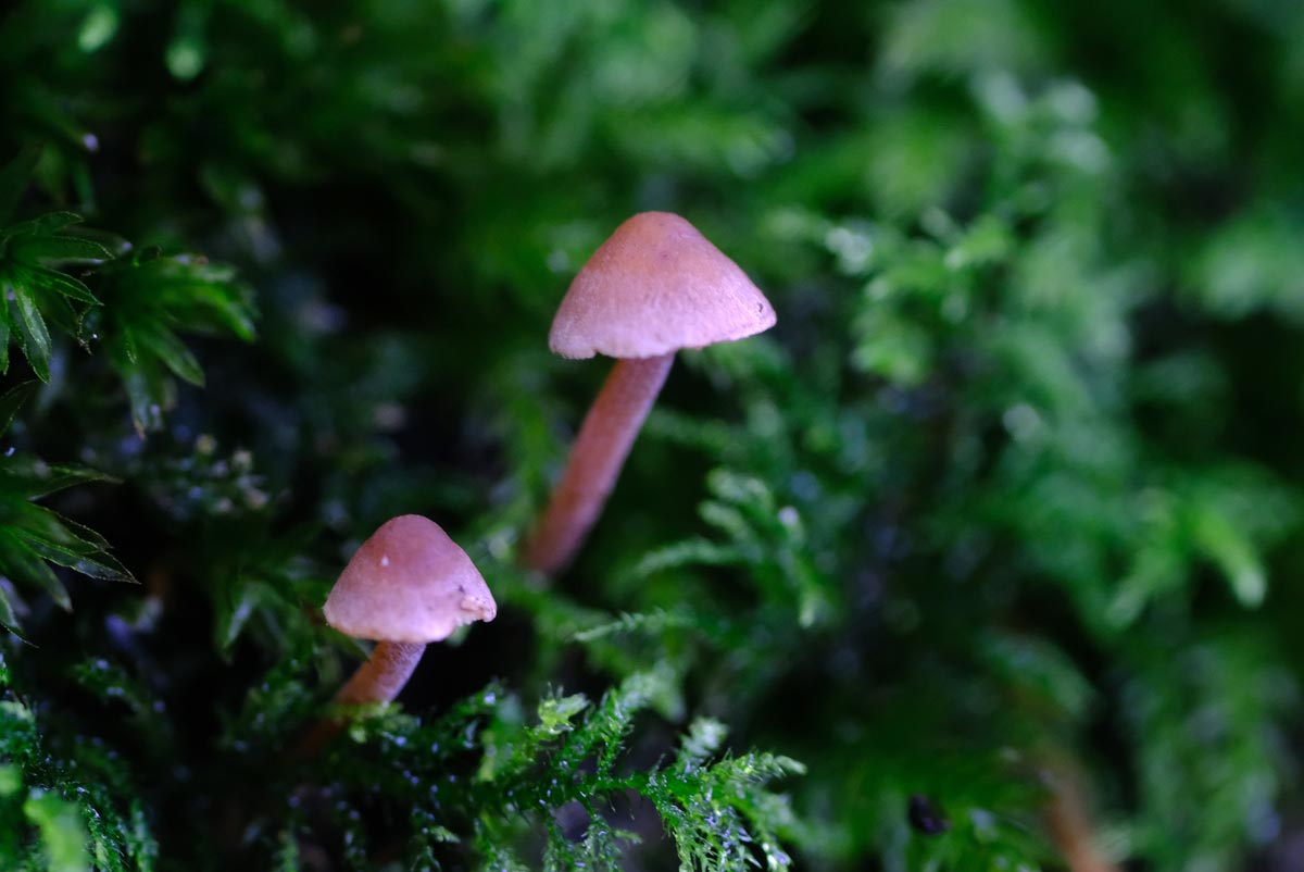 Frank Deden Natuurfotografie