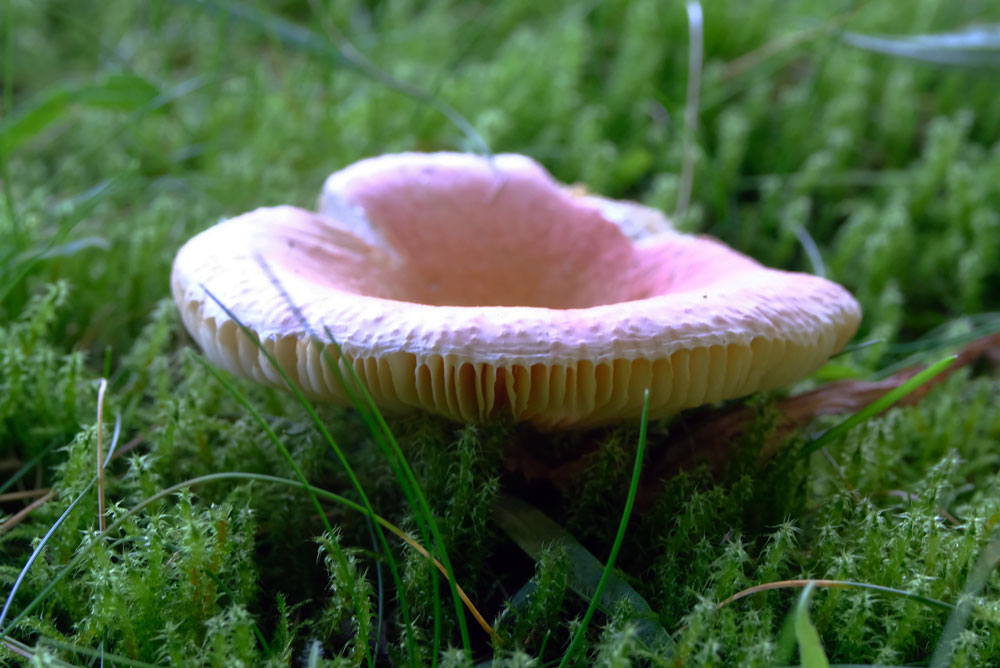 Frank Deden Natuurfotografie