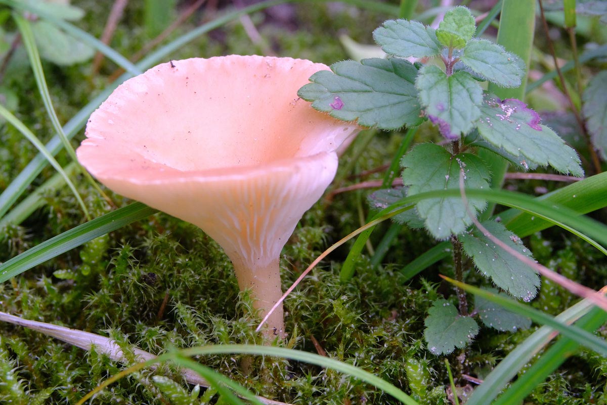 Frank Deden Natuurfotografie